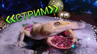 ВЕЧЕРНИЙ СТРИМ С ЭКЗОТИЧЕСКИМИ ЖИВОТНЫМИ