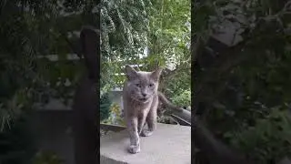 Дружелюбный кот 🐈 сын встретил очень милого котика по дороге домой. 