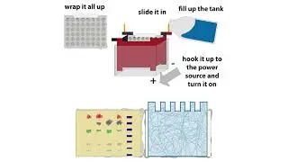 Western blot workflow - theory & practice