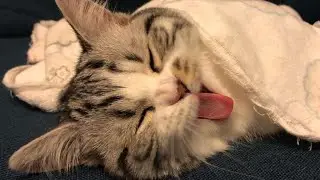 😂 Funniest Cats and Dogs Videos 😺🐶 || 🥰😹 Hilarious Animal Compilation №419