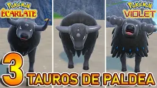 Capturer les 3 TAUROS DE PALDEA ( Forme Combat / Eau / Feu )  | Pokémon Violet et Ecarlate