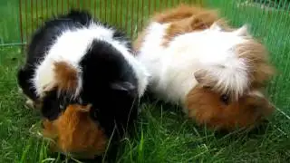 Grass-eating pets