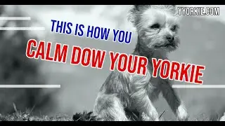 Hyper Yorkies Are Annoying (This Is How To Calm Them Down: MUST WATCH)