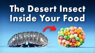 Everything You Didnt Know About Desert Animals