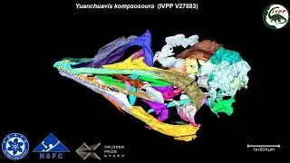 Chinese fossil shows modern bird skull evolved from a mixture of dinosaur and bird features