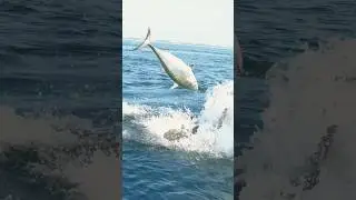 500lb Grouper pops a 20lb Bonito