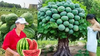 How to transplant watermelon with tomato to get amazing results👍👍