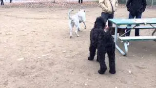 Black Russian Terrier Koba and Willow the Irish Wolfhound again