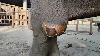 Elephant Mae Mai Condition Update