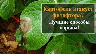 Как бороться с фитофторой на картофеле