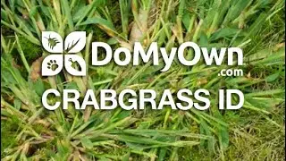 How to Identify Crabgrass | DoMyOwn.com #crabgrass #domyownlawncare