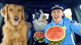 Police Surprises Cow & Puppy with Car Ride Chase!