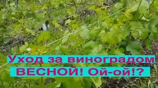 УХОД за ВИНОГРАДОМ ВЕСНОЙ. Работы на винограднике весной. ТопСад