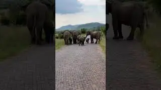 Elephant Family