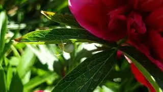 Flower spider on a flower. Footage. Flower spider. Short 4K video without sound. 