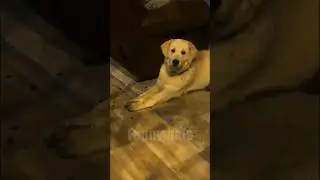 😂funny animal videos that i found for you #66😂