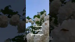 #нидерланды