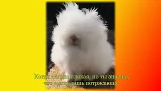 cat dog prank 2