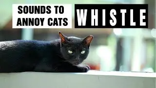 SOUNDS TO ANNOY CATS | Whistles | Make your Cat Go Crazy! HD