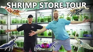 Exotic SHRIMP STORE TOUR! 160+ Tanks of RARE Species! Shrimps Affair Singapore