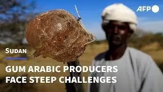 Sudanese gum arabic producers hold on to trade despite steep challenges | AFP