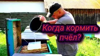 Число когда кормить пчёл.