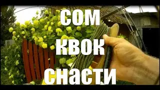 Сом.   Квок.    Снасти. Косичка лучший поводок на сома. #рыбалка #сом #квок