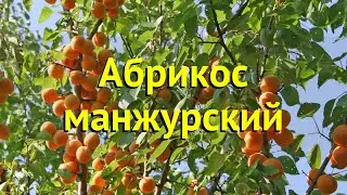 Абрикос маньчжурский. Краткий обзор, описание характеристик, где купить крупномеры prunus armeniaca