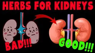 BEST HERBS for KIDNEY HEALTH