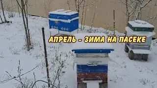 апрель зима на пасеке а мы спокойны