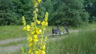 ГСВГ.Altes Lager.От парка боевой техники в/ч47279,50346,50319,25477 к КПП в/ч42030 1.07.2024