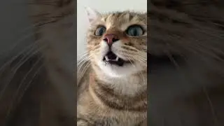 Kitten meowing to attract cats