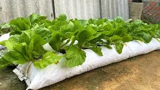 Gardening from old sacks, harvesting green vegetables after 30 days of planting