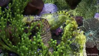 Caballito de Mar en 4K - Seahorse 4K