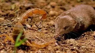 A fast little animal that devours snakes, frogs and scorpions. Shrew!