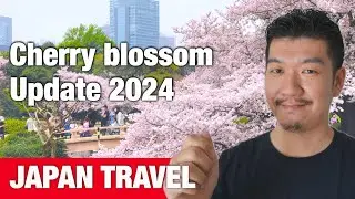 Spring Travel Tips - Japan's Cherry blossom Updates 2024