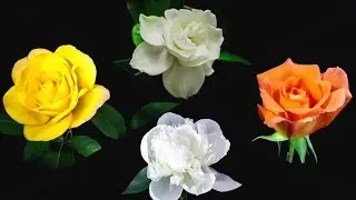 LG HD Demo: Flowers