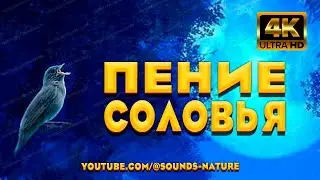 Лечебное Пение Соловья Оздоравливает Весь Организм. Звуки Природы ASMR.