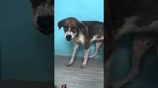 Stray Dog With A Tight String Around Her Neck Wouldn't Let Anyone Touch Her | The Dodo