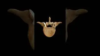 Human Vertebra anatomy: #medicalanimations #anatomy #biology