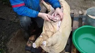 Вытаскиваем ливер у поросёнка  нутровка или свежевание свиной туши