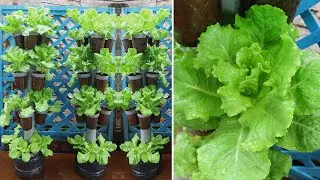 Amazing Idea | DIY Vertical Garden Growing Vegetables at Home