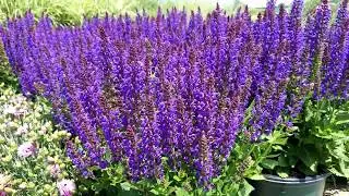 Salvia April Night - Superb earlier flowering perennial for sunny sites