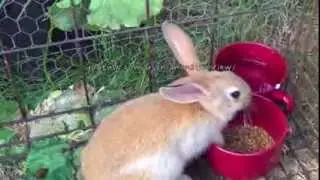 Cute flemish bunny rabbits: mom & 3 small bunnies