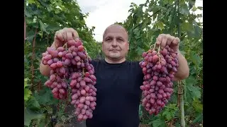Сорта созревшие на август- Казанова, Армани,Байконур, Шахириада,Катруся Каховская,Клеопатра Бурдака.