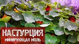 НАСТУРЦИЯ.  МИНИРУЮЩАЯ МОЛЬ