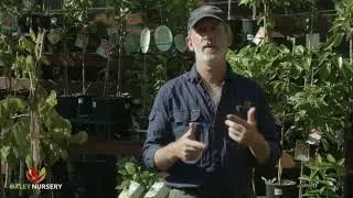 How to Control Pests & Diseases on Citrus Trees