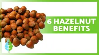 HAZELNUT Health Benefits 🌰 Boost Your Health and Well-being