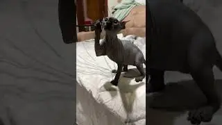 #Сфинкс
