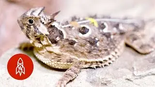 Don’t Mess with the Texas Horned Lizard